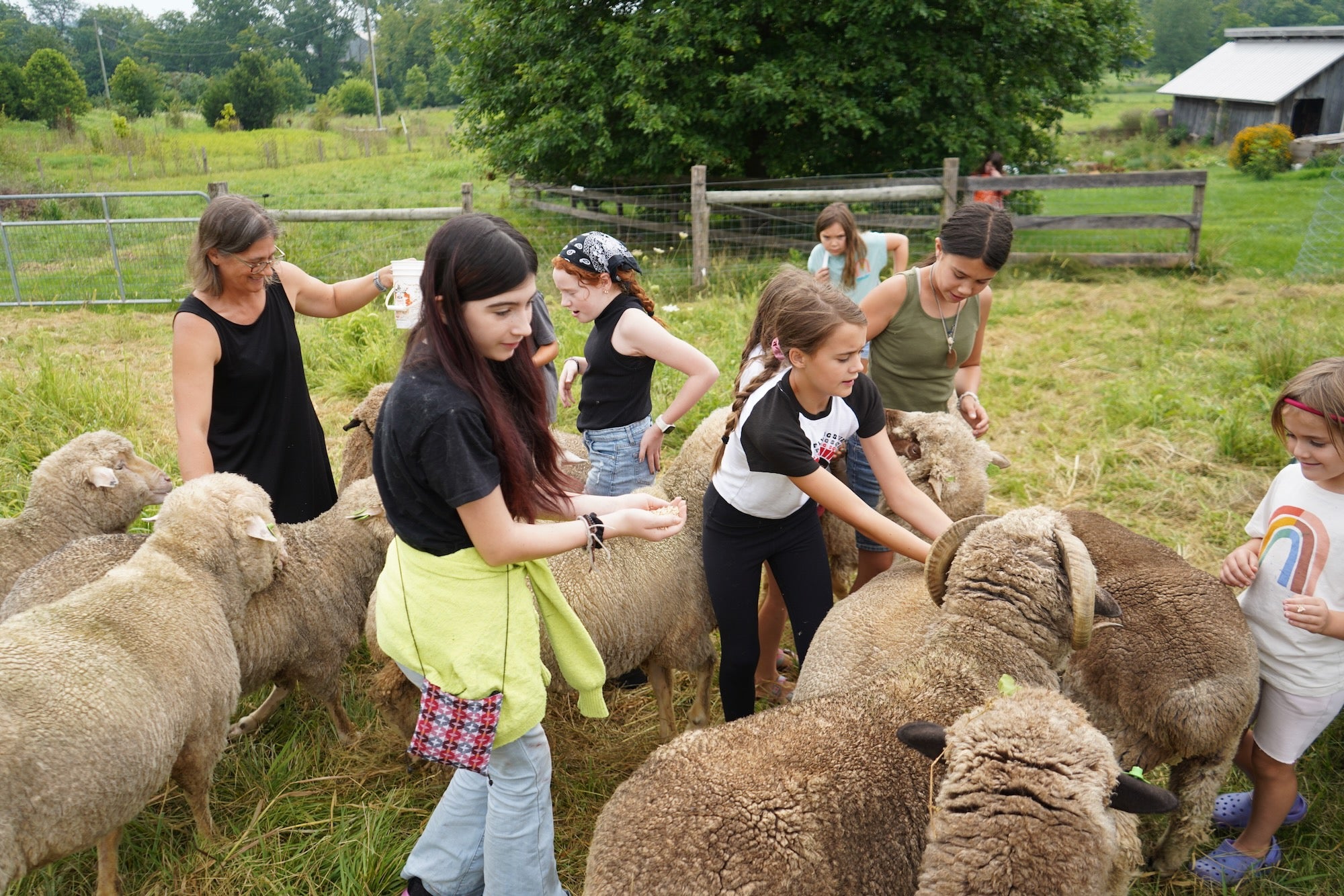 Fiber Farm Summer Camp: Plant Dyes & Fiber Arts for ages 9-12  July 6-10, 2026